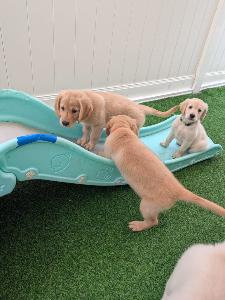 Building a Strong Bond with Your Golden Retriever Puppy
