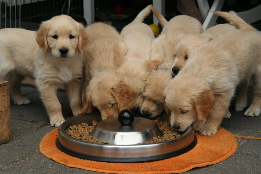 Comprehensive Guide to Golden Retriever Puppy Training
