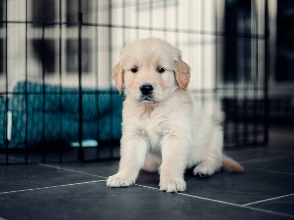 Crate Training Your Golden Retriever Puppy