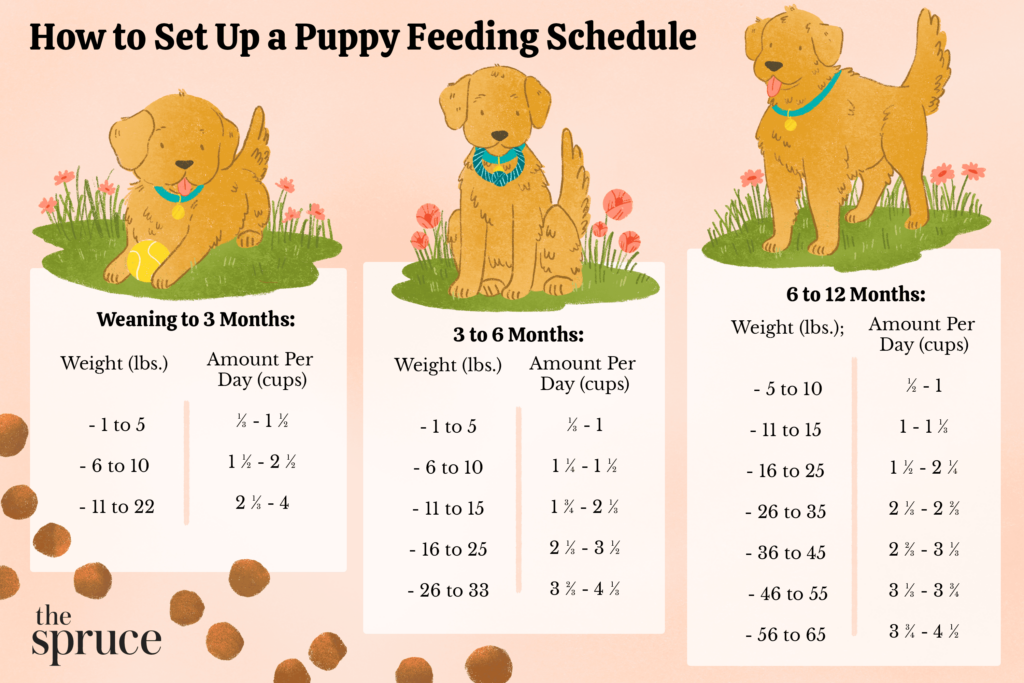 Golden Retriever Puppy Feeding Chart