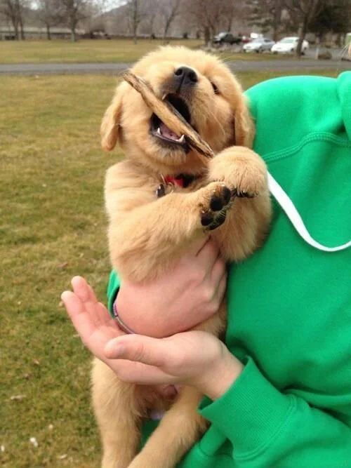 Golden Retriever Puppy Teething