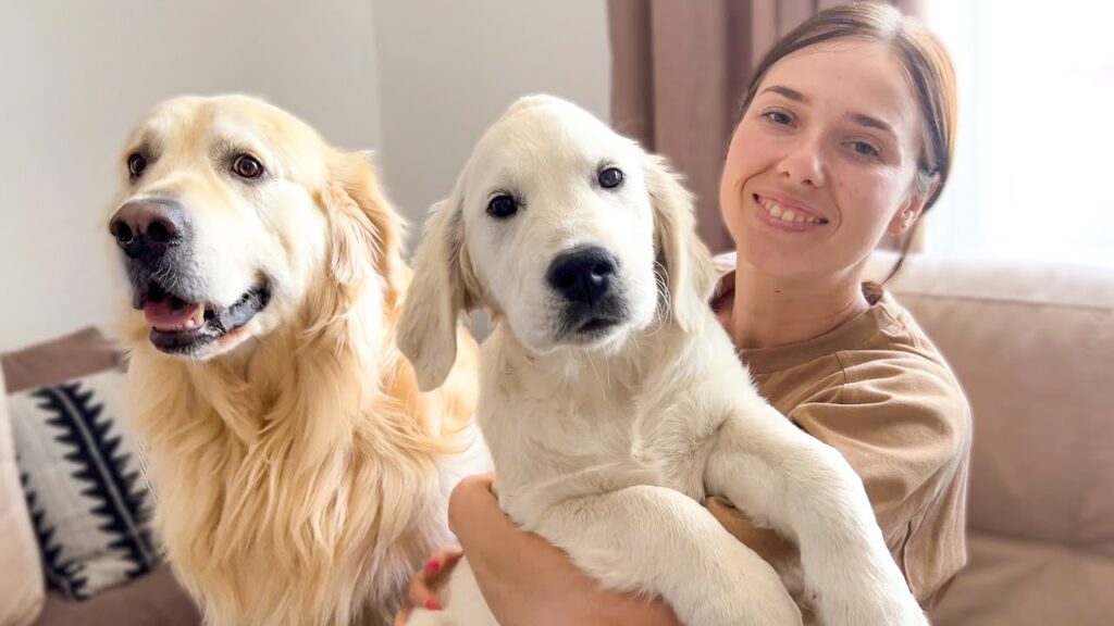 Socializing Your Golden Retriever Puppy