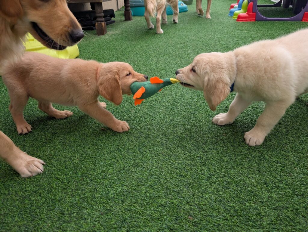 Understanding Golden Retriever Puppy Behavior