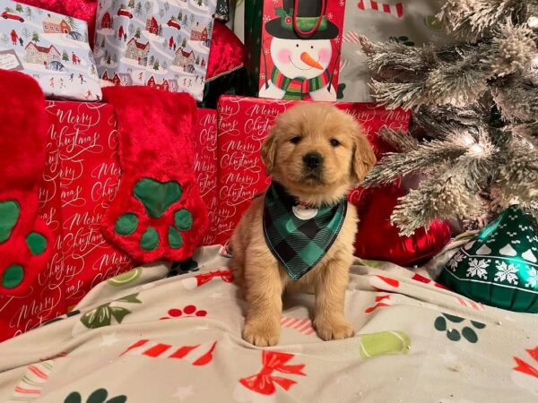 Purebred Golden Retriever