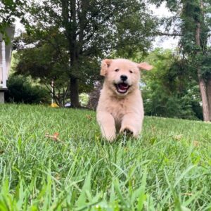 Golden Retriever Puppies Near Me