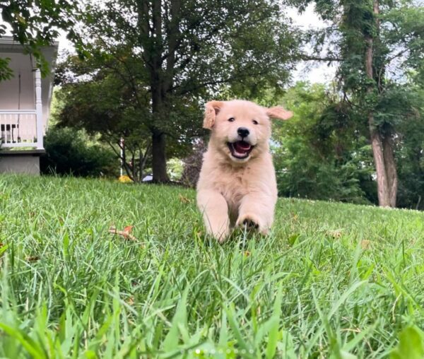 Golden Retriever Puppies Near Me