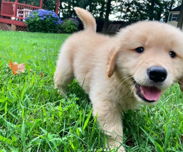 Golden Retriever Puppies Near Me