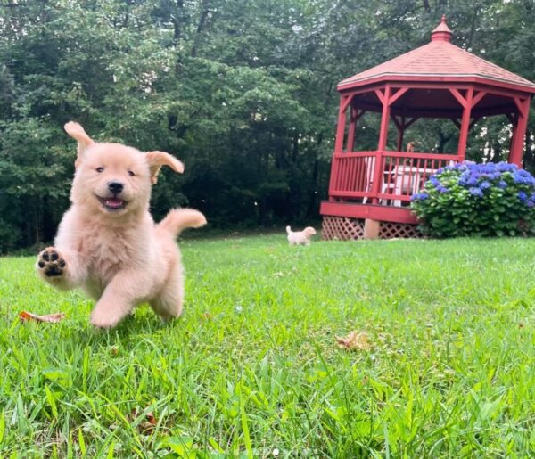 Golden Retriever Puppies Near Me