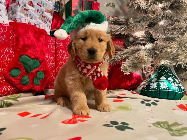 Purebred Golden Retriever