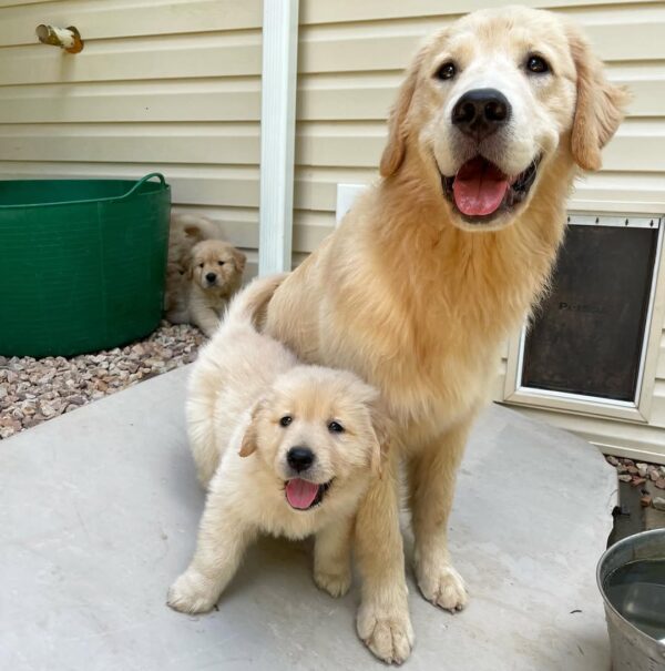 Golden Retriever Puppies For Sale