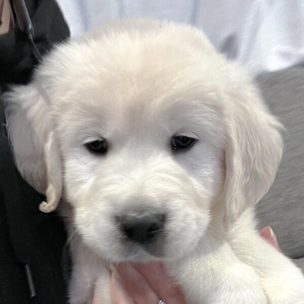 English Cream Golden Retriever