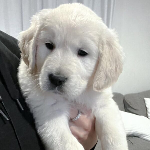 English Cream Golden Retriever