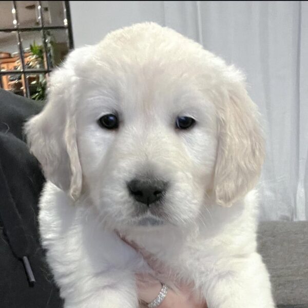 English Cream Golden Retriever