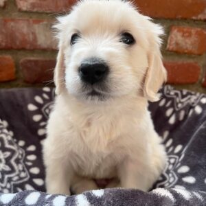 English Cream Retriever For Sale