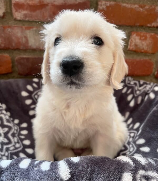 English Cream Retriever For Sale