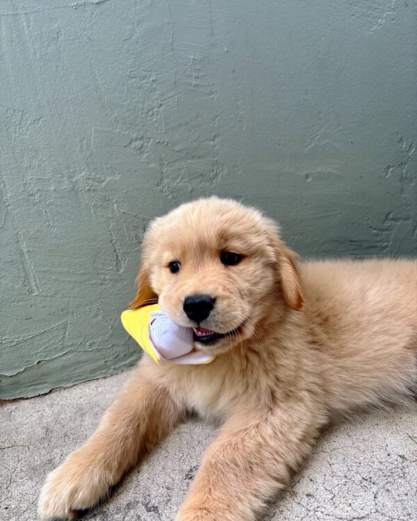 Irish Cream Golden Retriever