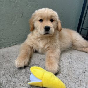 Irish Cream Golden Retriever