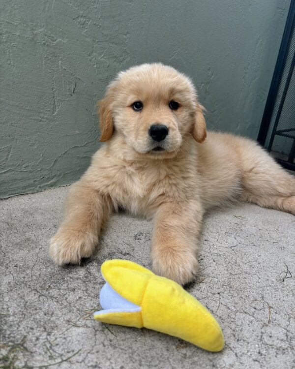 Irish Cream Golden Retriever