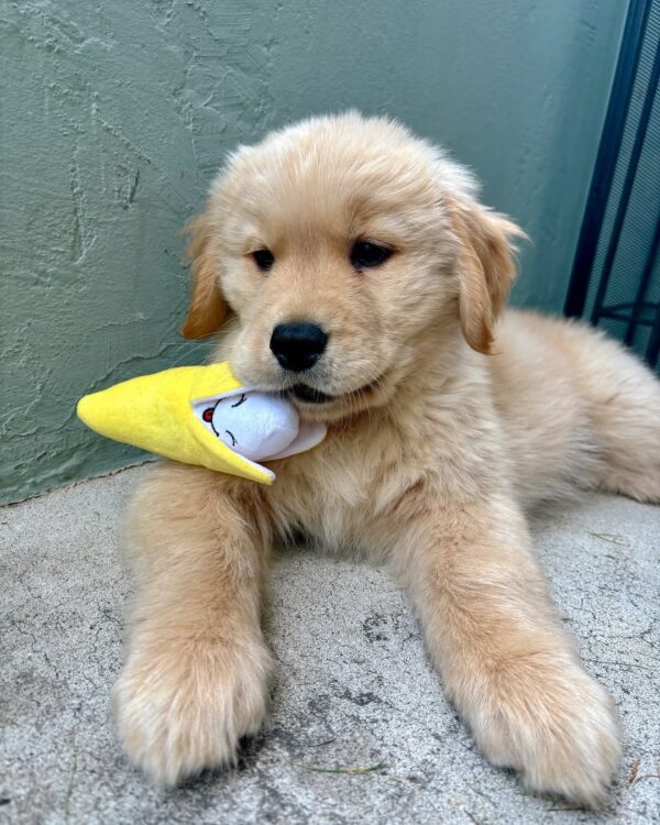 Irish Cream Golden Retriever