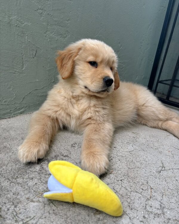 Irish Cream Golden Retriever