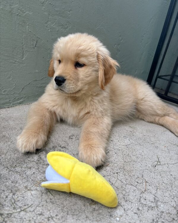 Irish Cream Golden Retriever