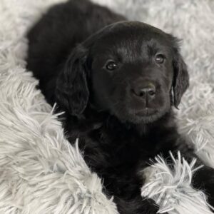 black golden retriever puppy for sale