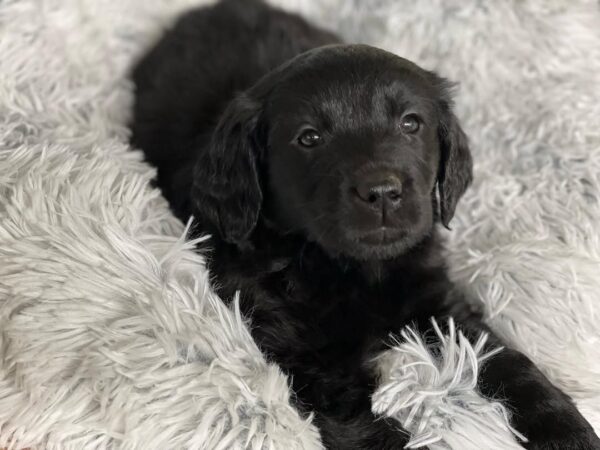 black golden retriever puppy for sale