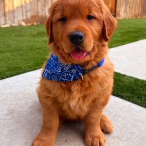 Red Retriever Puppies For Sale