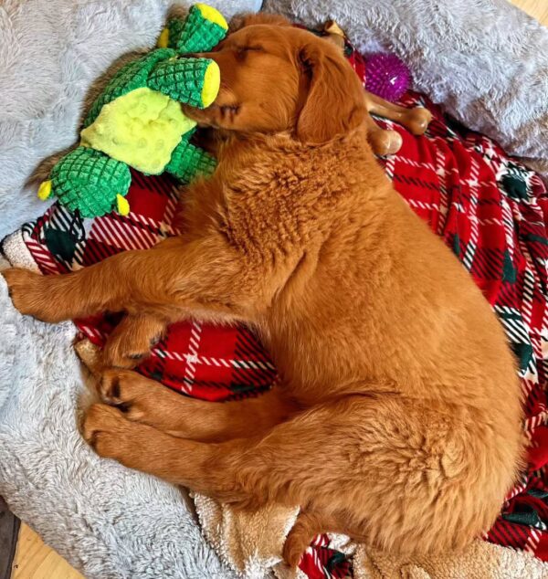 Red Retriever Puppies For Sale