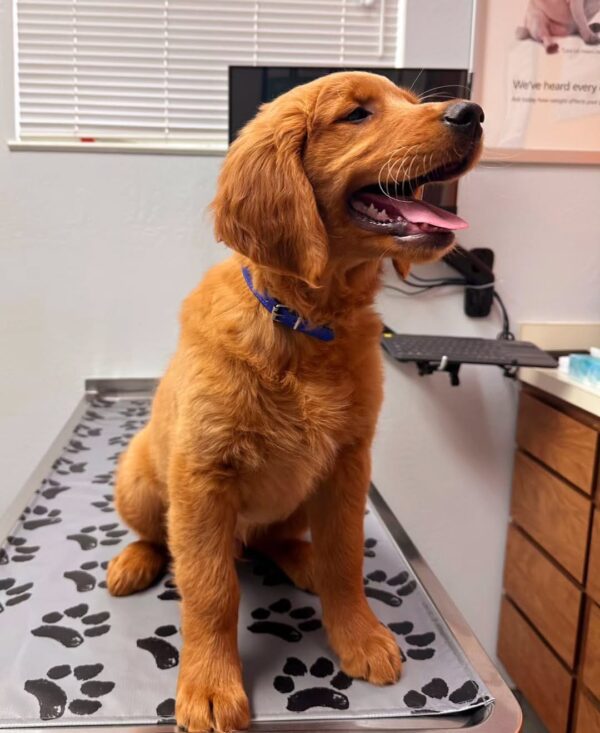 Red Retriever Puppies For Sale