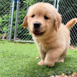 Golden Retriever Puppies For Sale