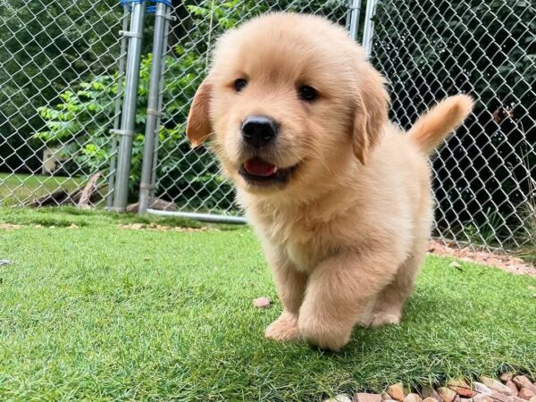 Golden Retriever Puppies For Sale