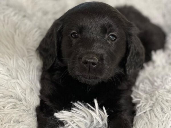 black golden retriever puppy for sale