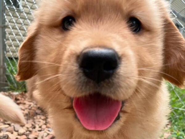 Golden Retriever Puppies For Sale