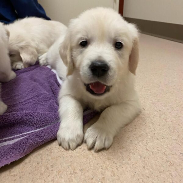 White Golden Retriever Puppies For Sale