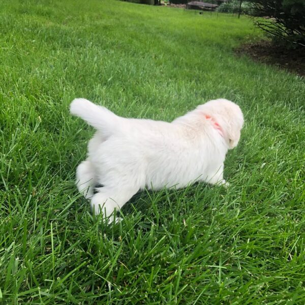 White Golden Retriever Puppies For Sale