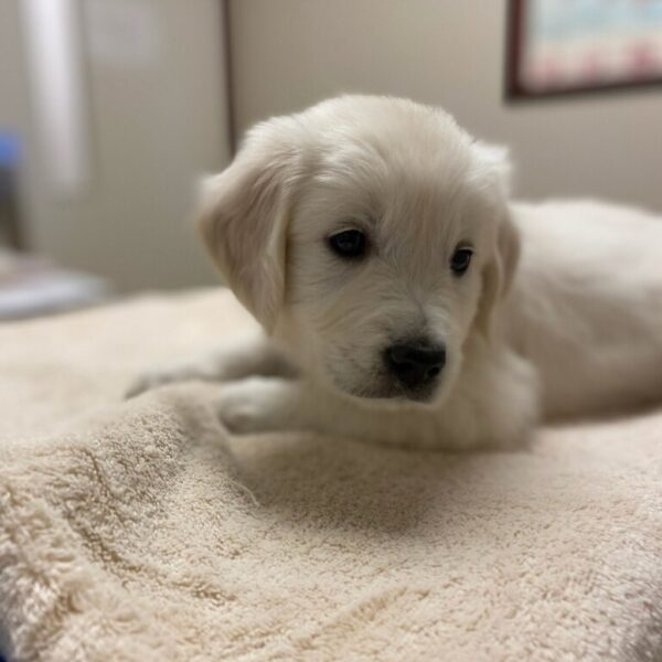 White Golden Retriever Puppies For Sale