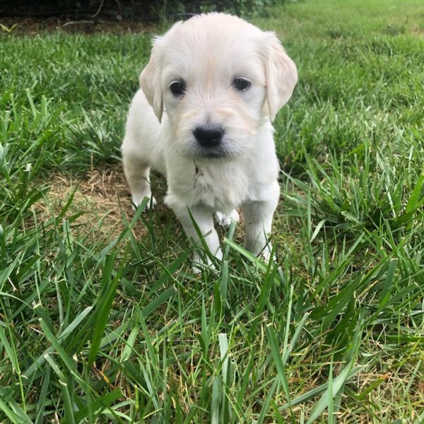 White Golden Retriever Puppies For Sale