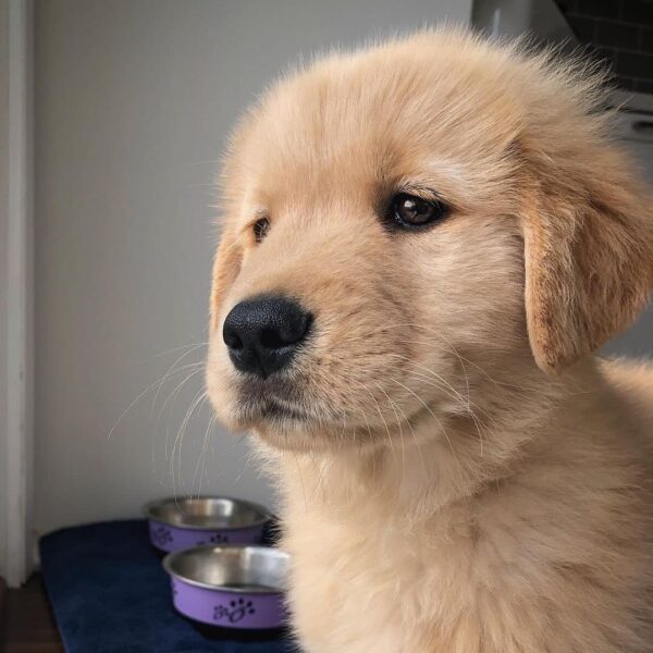 Akc Golden Retriever Puppies For Sale - Image 3