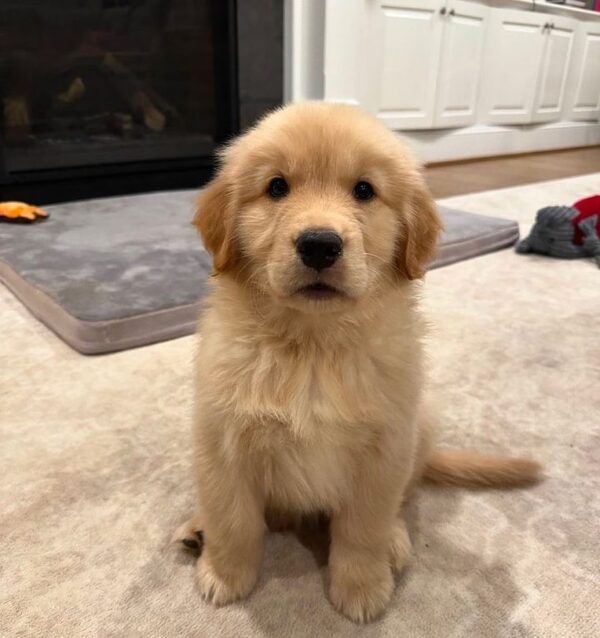 Akc Golden Retriever Puppies For Sale