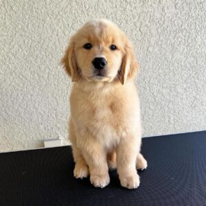 Akc Golden Retriever Puppies For Sale