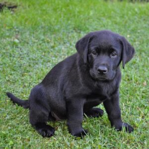 black golden retriever for sale