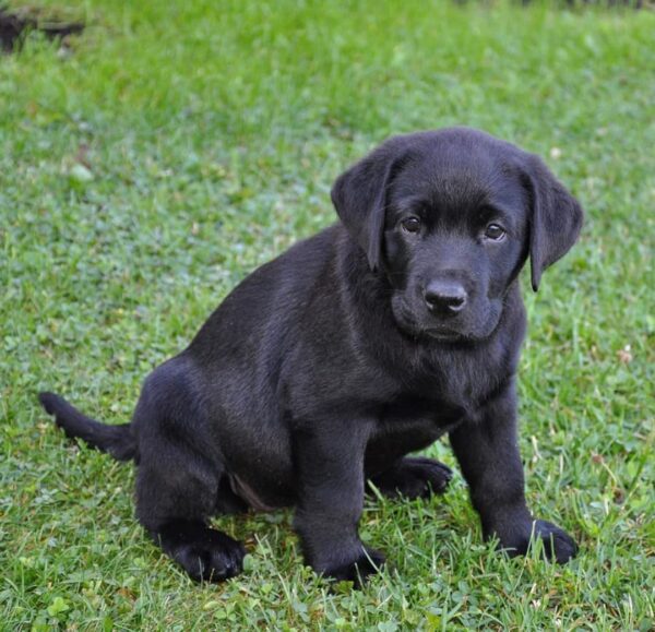 black golden retriever for sale