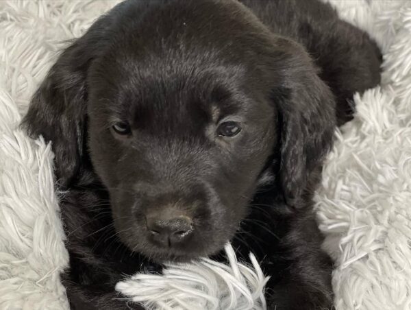 black golden retriever puppy for sale