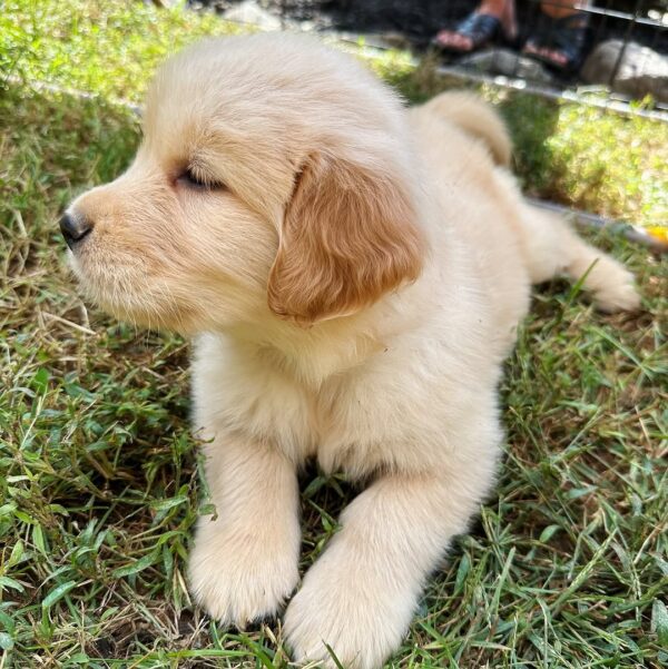 Golden Retriever Puppies Near Me