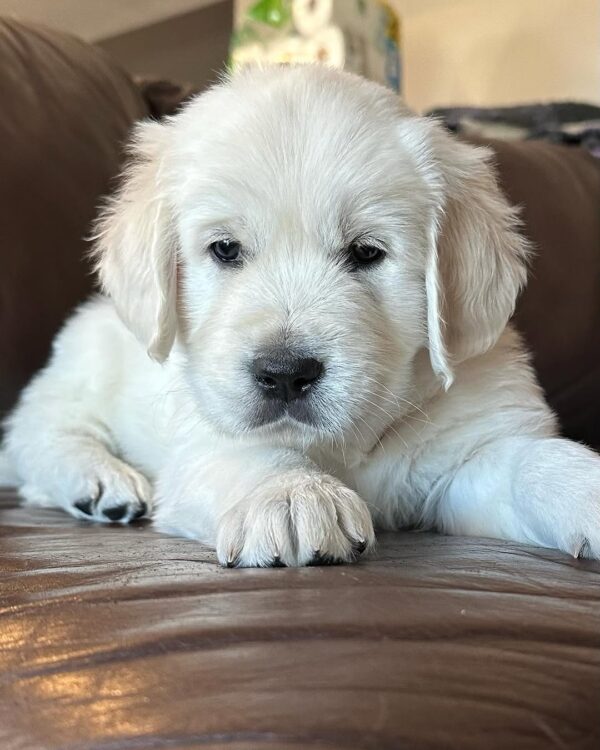 English Cream Golden Retriever Near Me