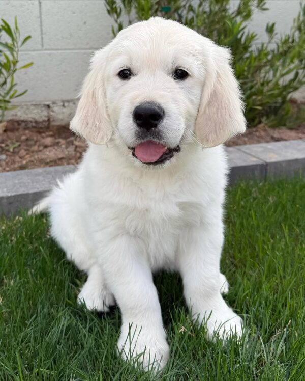 English Cream Golden Retriever Near Me