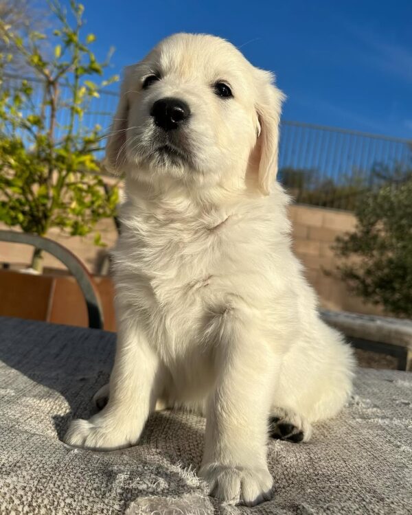 Cream Golden Retriever Puppies For Sale - Image 2