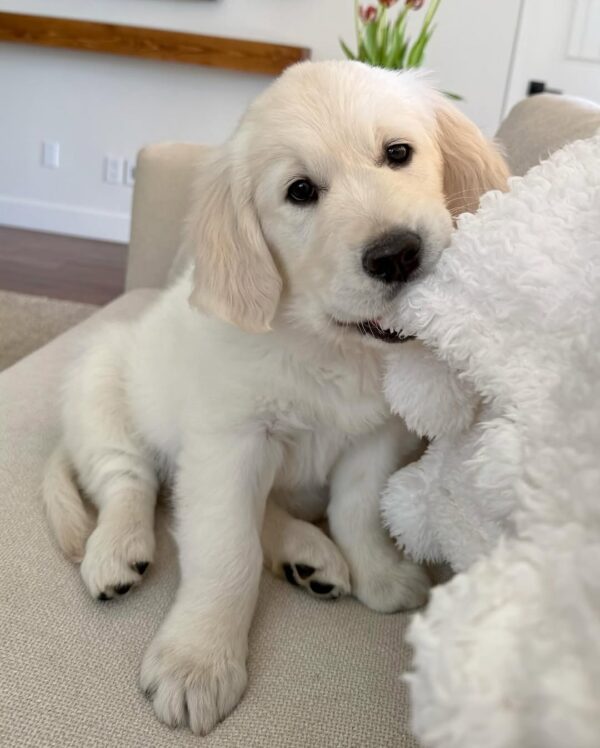 English Cream Golden Retriever Near Me