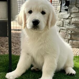 Cream Golden Retriever Puppies For Sale